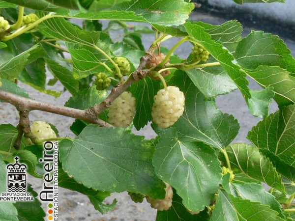 Mora blanca - White Mulberry - Amora Branca (Morus alba) >> Mora blanca (Morus alba) - Fruto en el arbol_2.jpg